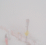 В Красной Поляне слепили первого снеговика! - BlogSochi.Ru