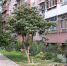 Праздничное благоустройство. ТОСы Сочи готовятся ко Дню города - Администрация г. Сочи