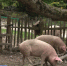 В частных подворьях в Сочи разыскивают свиней - ГТРК Кубань в г. Сочи