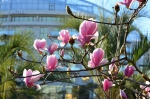 Весна в Сочи - BlogSochi.Ru