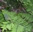 Царственный папоротник (Osmunda regalis) в Сочи - PrivetSochi.Ru