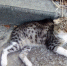 Чей котик? (или кошка?) - PrivetSochi.Ru