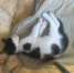 Котик на усыновление - PrivetSochi.Ru