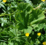 новый вид лютика, Ranunculaceae, Ranunculus ingae-taniae Timukhin Suvorov et Tuniyev, Лютик Инги Тания - PrivetSochi.Ru