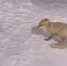 В Сочи неизвестные накормили лису печеньем - Sochi24.tv