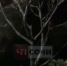 В центре Сочи около жилого дома рухнул огромный платан - Sochi24.tv