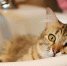 Фото: rabochy-put.ru - Sochi.Com