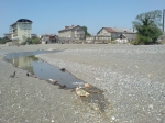 Адлер 2010