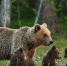 Фото: goodfon.ru - Sochi.Com
