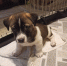 Очаровательные малыши ждут добрых хозяев - PrivetSochi.Ru