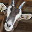 goat 3613728 960 720 - Народная газета Сочи