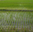 В Краснодарском крае собрали более 140 тысяч тонн риса - SochiStream.Ru