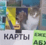 В Сочи кот стал завлекать людей на экскурсии (ВИДЕО) - Народная газета Сочи