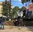 Под угрозой 100-летний ПЛАТАН ради очередного ларька! - PrivetSochi.Ru