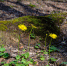 P2022-001cheremsha.jpg - PrivetSochi.Ru