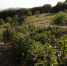 Сочинские фермеры расширяют ягодные угодья в рамках программы импортозамещения - Администрация г. Сочи