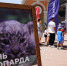 В Год экологии в Сочи масштабно отметили День переднеазиатского леопарда - Администрация г. Сочи