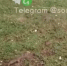 Полчища крыс в орнитологическом парке Сочи сняли на видео - SochiStream.Ru