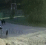 В Краснодаре бродячие собаки напали на школьника - SochiStream.Ru