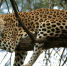 leopardi_sochi - SochiNews.io