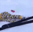 В Сочи Бузова упала во время катания на лыжах - SochiStream.Ru