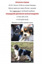 Пропала собака!