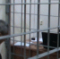 На Кубани СКР предъявил обвинение Татосяну, Кеворкьяну и Двойникову в убийстве аниматоров - SochiStream.Ru