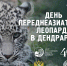 Сочинский национальный парк отметит День переднеазиатского леопарда - Сочинский национальный парк