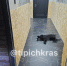 В Краснодаре догхантеры отравили двух собак - SochiStream.Ru
