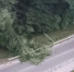В Сочи дерево рухнуло на дорогу - SochiStream.Ru