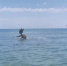 Отдыхающих в Анапе предупредили об “опасных” дельфинах - SochiStream.Ru