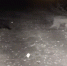 В Сочи попали на видео переходящие дорогу мама-медведица и ее медвежонок - SochiStream.Ru