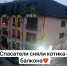 В Краснодаре спасли котенка, запертого на балконе - SochiStream.Ru