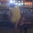 В Краснодаре сняли на видео занимающуюся сексом на лавочке влюбленную парочку - SochiStream.Ru