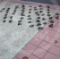 В Сочи браконьера с уловом черноморских мидий инспекторы задержали в туалете - SochiStream.Ru