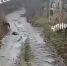 В селе под Новороссийском стая шакалов съедает животных - SochiStream.Ru