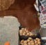 В Сочи сняли на видео, как голодные лошади сметают с прилавков продукты - SochiStream.Ru