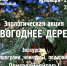 Стартовала традиционная экологическая акция «Новогоднее дерево»! - Сочинский национальный парк