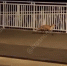 По Краснодару разгуливает лиса - SochiStream.Ru