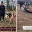 На Кубани полиция ищет организаторов подпольных собачьих боев - SochiStream.Ru