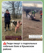 На Кубани полиция ищет организаторов подпольных собачьих боев