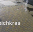 Под Краснодаром бродячие собаки растерзали кошку - SochiStream.Ru