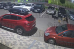 В Краснодаре стая бродячих собак растерзала кошку