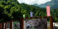 День леопарда отметят на «Роза Хутор» - Sochi.Com