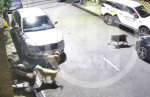 В Сочи собаки растерзали кота