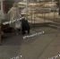 Полиция Новороссийска проводит проверку после видео с избиением ребёнка - SochiStream.Ru