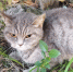 Cat - PrivetSochi.Ru
