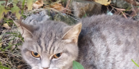 Cat - PrivetSochi.Ru