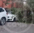 В Сочи упавший кипарис заблокировал улицу и повредил автомобиль - SochiStream.Ru
