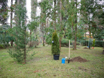 В Сочи в честь Года единства народов России высадили порядка 30 деревьев